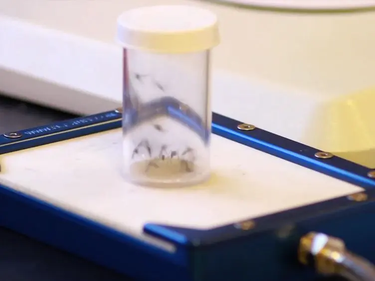 RNAi-mediated Gene Knockdown and <em>In Vivo</em> Diuresis Assay in Adult Female <em>Aedes aegypti</em> Mosquitoes
