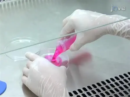 Germ Cell Transplantation and Testis Tissue Xenografting in Mice
