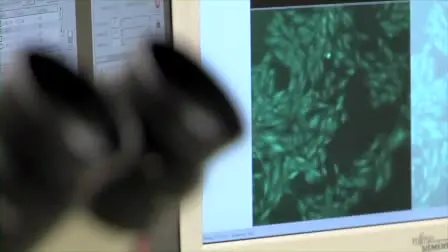Stem Cell Transplantation in an <em>in vitro</em> Simulated Ischemia/Reperfusion Model