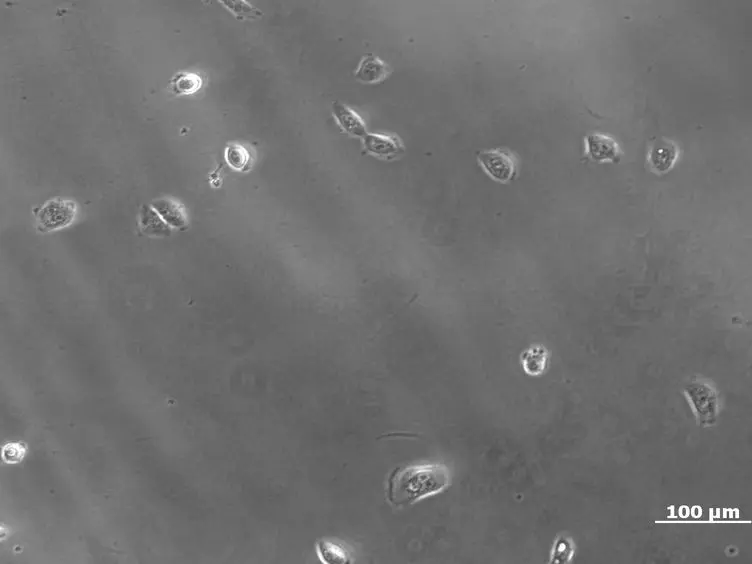Silk Film Culture System for <em>in vitro</em> Analysis and Biomaterial Design