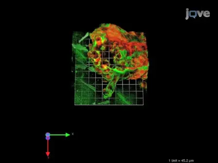 MAME Models for 4D Live-cell Imaging of Tumor: Microenvironment Interactions that Impact Malignant Progression