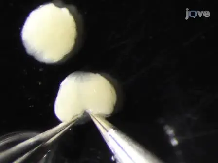 Preparing Individual <em>Drosophila</em> Egg Chambers for Live Imaging
