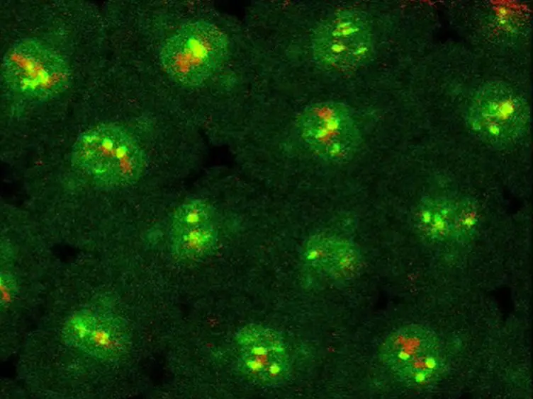 Studying Mitotic Checkpoint by Illustrating Dynamic Kinetochore Protein Behavior and Chromosome Motion in Living <em>Drosophila</em> Syncytial Embryos