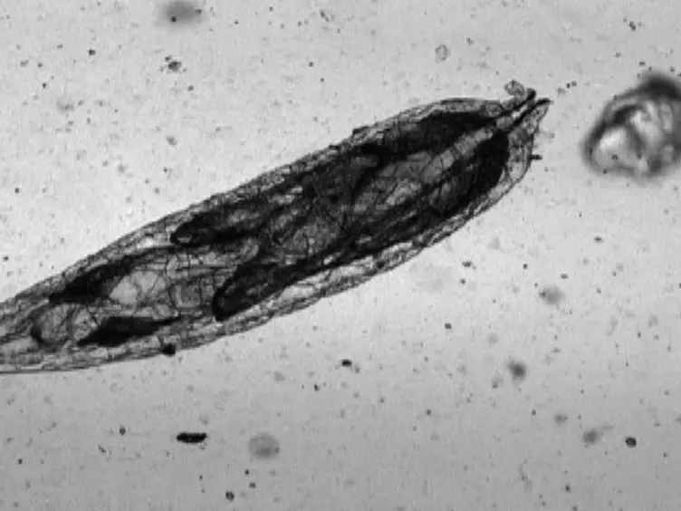 Simple Microfluidic Devices for <em>in vivo</em> Imaging of <em>C. elegans</em>, <em>Drosophila</em> and Zebrafish