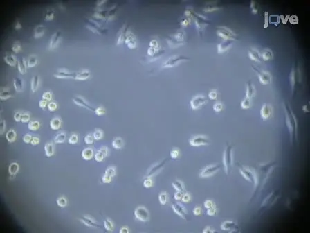 Cholesterol Efflux Assay