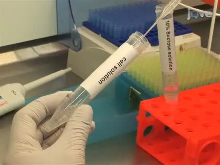 Cultivation of Human Neural Progenitor Cells in a 3-dimensional Self-assembling Peptide Hydrogel