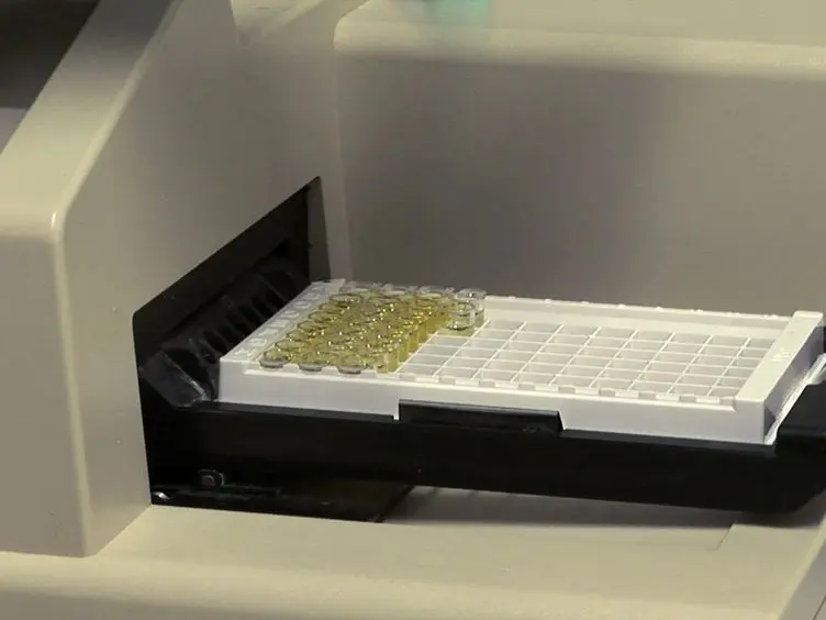 Preparation of Mouse Embryonic Fibroblast Cells Suitable for Culturing Human Embryonic and Induced Pluripotent Stem Cells