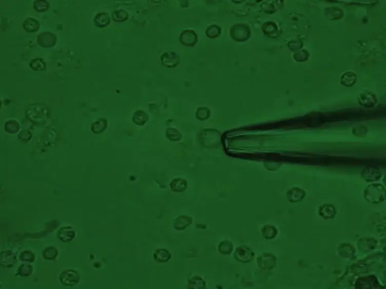 Odorant-induced Responses Recorded from Olfactory Receptor Neurons using the Suction Pipette Technique