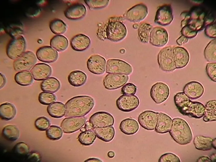 Isolation and Primary Culture of Rat Hepatic Cells