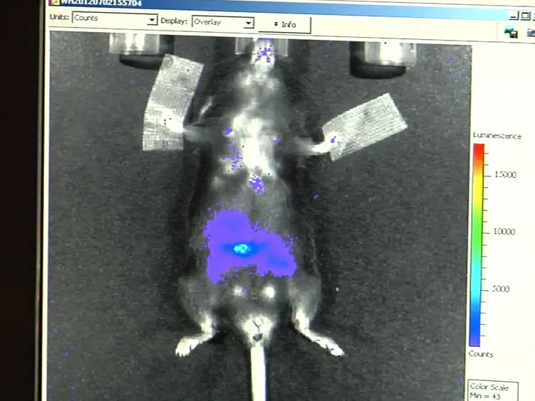 Bioluminescence Imaging of NADPH Oxidase Activity in Different Animal Models
