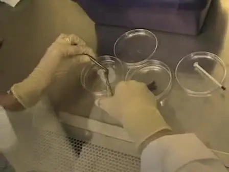 Preparing T Cell Growth Factor from Rat Splenocytes
