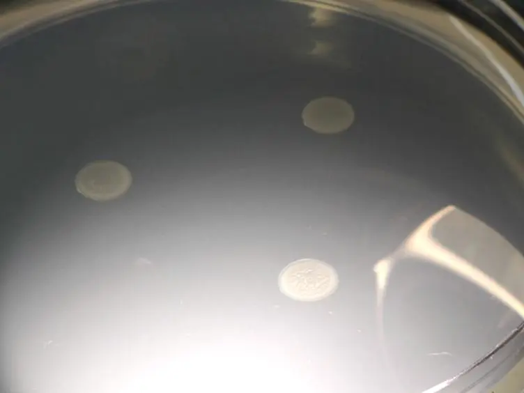 A Semi-quantitative Approach to Assess Biofilm Formation Using Wrinkled Colony Development