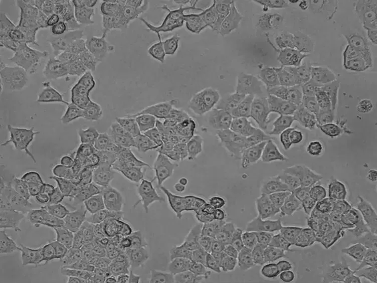 Measuring Cell Cycle Progression Kinetics with Metabolic Labeling and Flow Cytometry