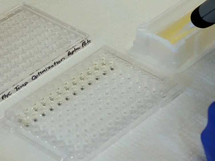 A New Screening Method for the Directed Evolution of Thermostable Bacteriolytic Enzymes