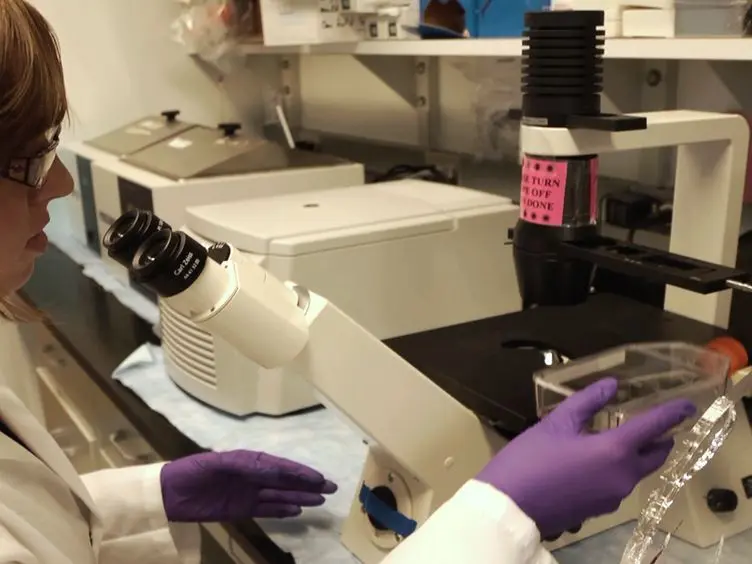 Progenitor-derived Oligodendrocyte Culture System from Human Fetal Brain