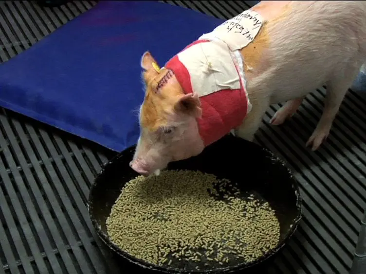 Surgical Technique for Spinal Cord Delivery of Therapies: Demonstration of Procedure in Gottingen Minipigs