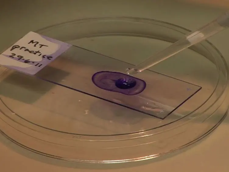 Performing Vaginal Lavage, Crystal Violet Staining, and Vaginal Cytological Evaluation for Mouse Estrous Cycle Staging Identification