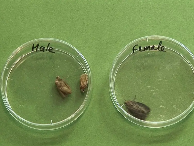 The Insect <em>Galleria mellonella</em> as a Powerful Infection Model to Investigate Bacterial Pathogenesis