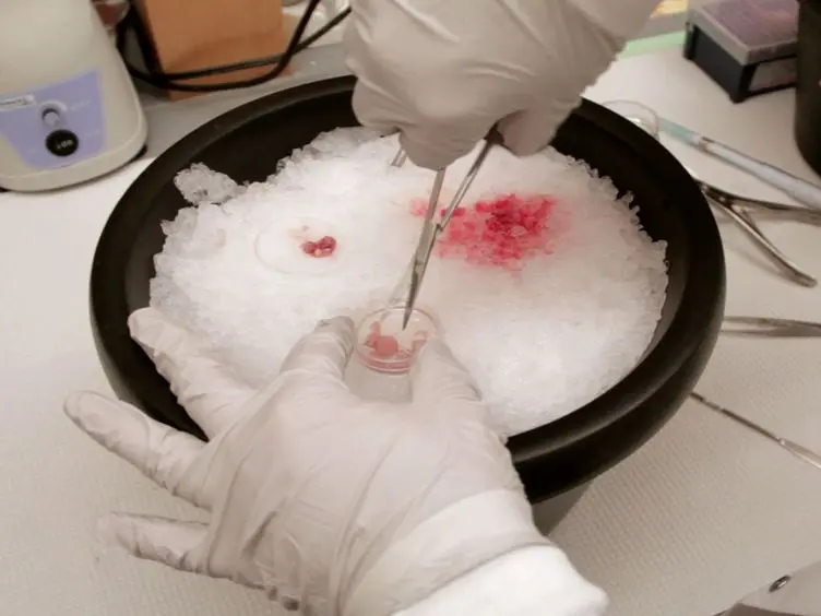 F<sub>1</sub>F<sub>O</sub> ATPase Vesicle Preparation and Technique for Performing Patch Clamp Recordings of Submitochondrial Vesicle Membranes