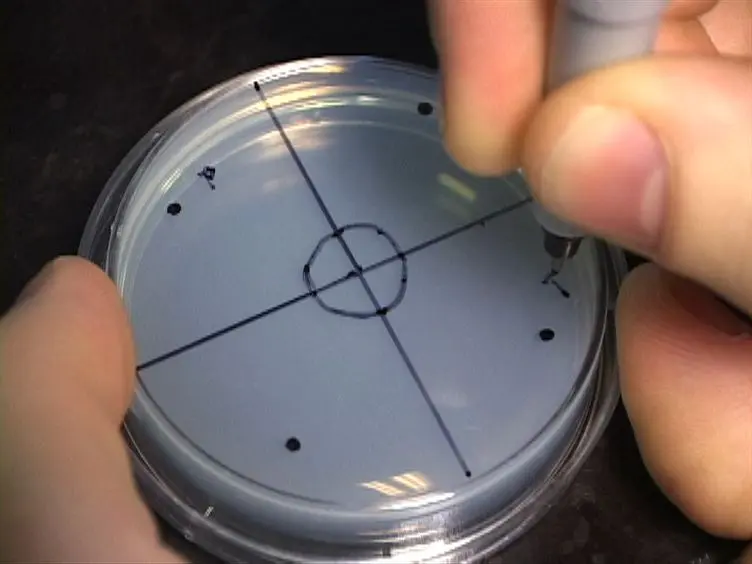 <em>C. elegans</em> Chemotaxis Assay