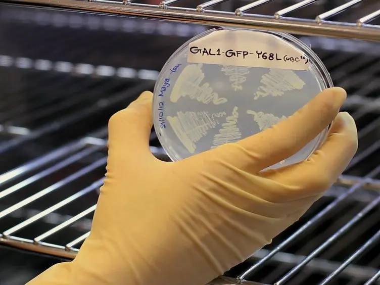 4D Imaging of Protein Aggregation in Live Cells