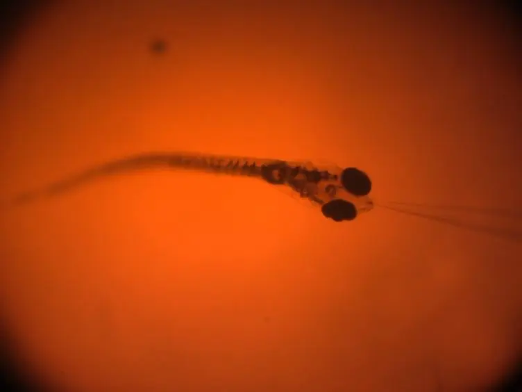Forebrain Electrophysiological Recording in Larval Zebrafish