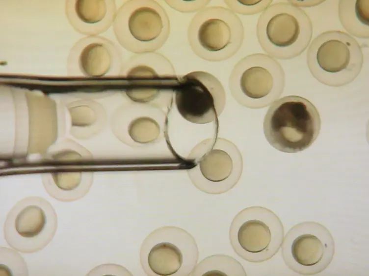 Gene Trapping Using Gal4 in Zebrafish