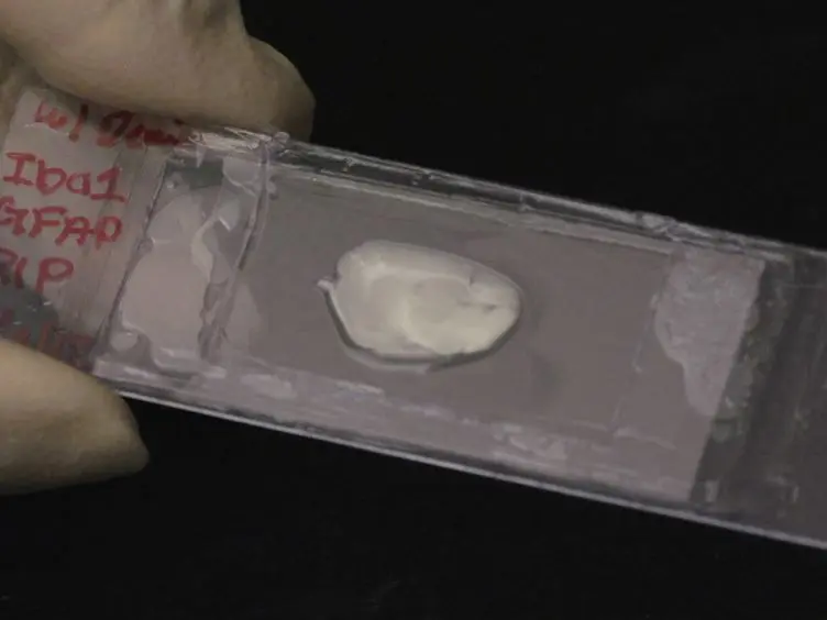 Intact Histological Characterization of Brain-implanted Microdevices and Surrounding Tissue