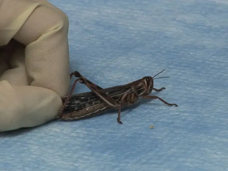 Multi-unit Recording Methods to Characterize Neural Activity in the Locust (<em>Schistocerca Americana</em>) Olfactory Circuits