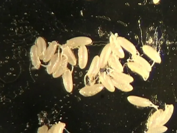 Labeling of Single Cells in the Central Nervous System of <em>Drosophila melanogaster</em>
