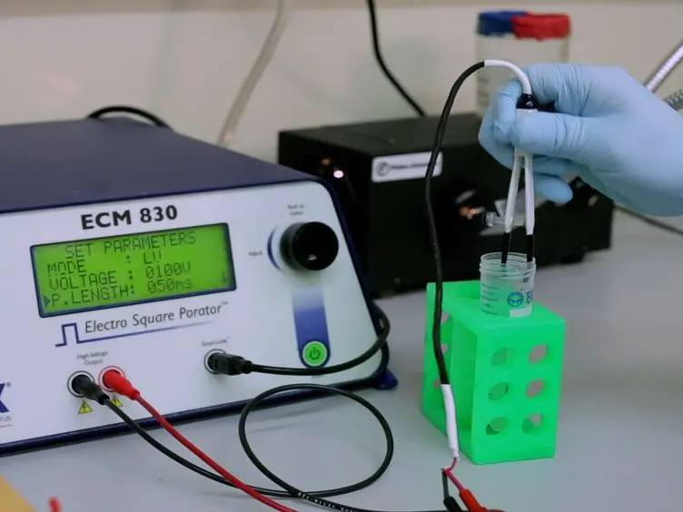 Neonatal Subventricular Zone Electroporation