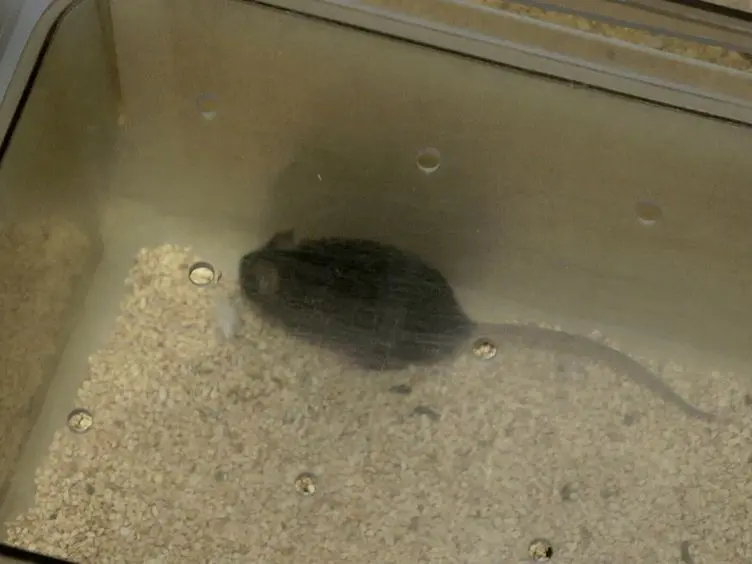 Mouse Short- and Long-term Locomotor Activity Analyzed by Video Tracking Software
