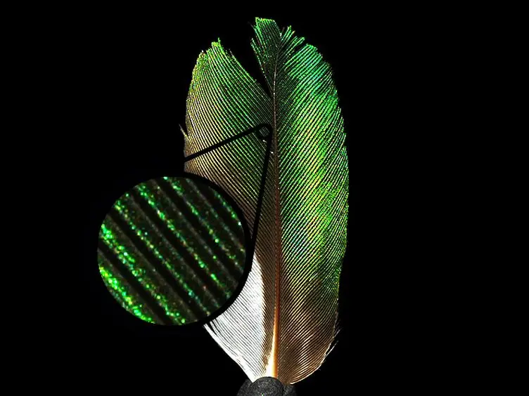 Measuring Spatially- and Directionally-varying Light Scattering from Biological Material