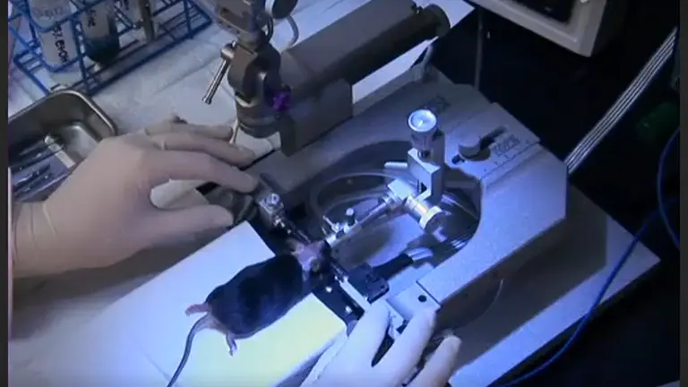 Direct Intraventricular Delivery of Drugs to the Rodent Central Nervous System
