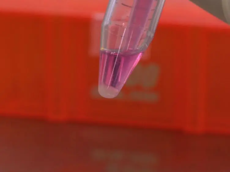 Bioluminescent Orthotopic Model of Pancreatic Cancer Progression