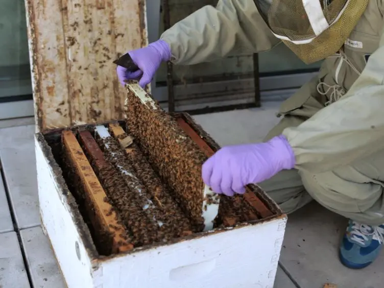RNAi-mediated Double Gene Knockdown and Gustatory Perception Measurement in Honey Bees (<em>Apis mellifera</em>)