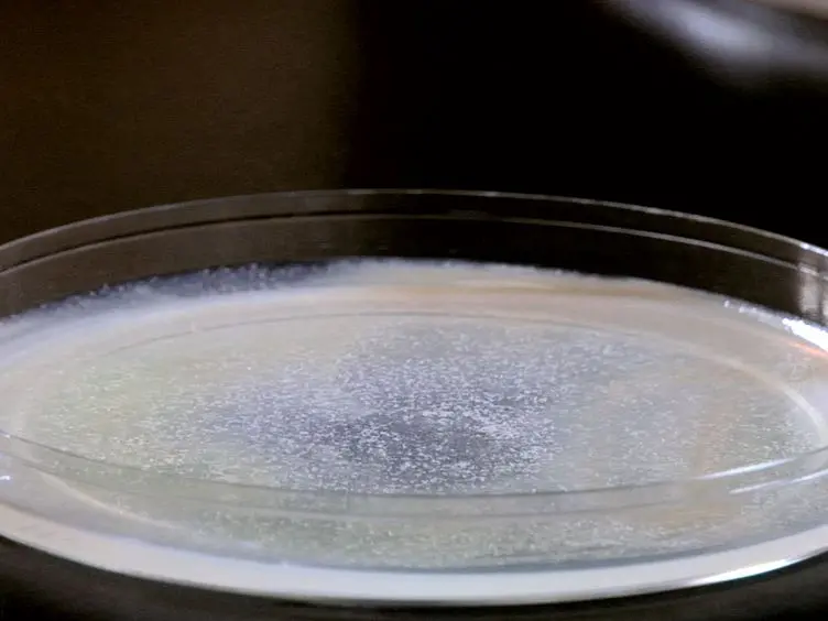Prostaglandin Extraction and Analysis in <em>Caenorhabditis elegans</em>