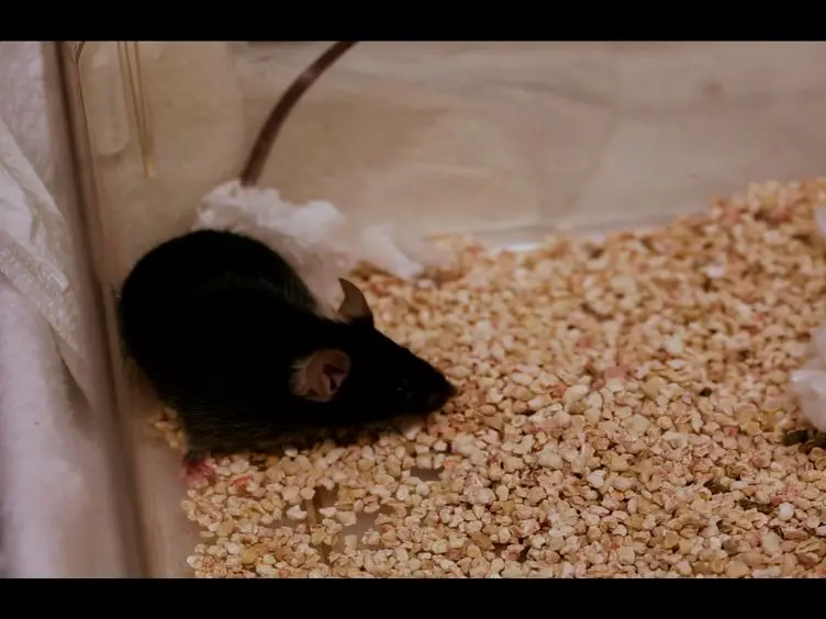 Technical Aspects of the Mouse Aortocaval Fistula