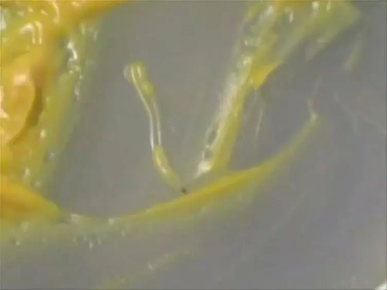 Optogenetic Perturbation of Neural Activity with Laser Illumination in Semi-intact <em>Drosophila</em> Larvae in Motion