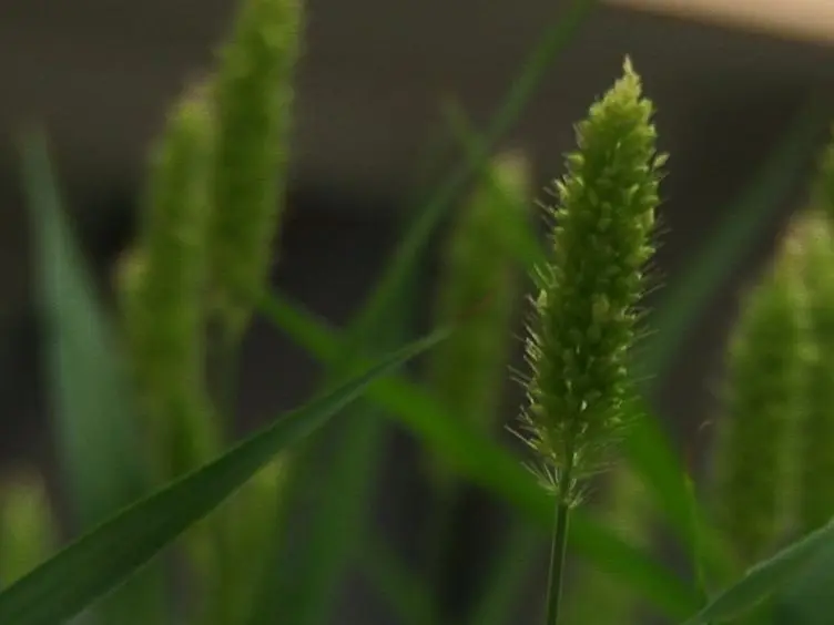 Methods for Performing Crosses in <em>Setaria viridis</em>, a New Model System for the Grasses