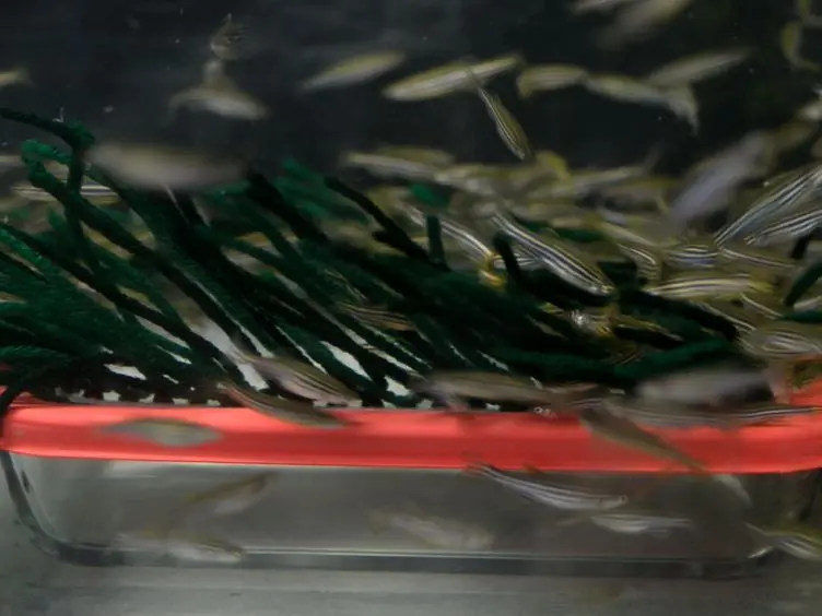 Automated High-throughput Behavioral Analyses in Zebrafish Larvae