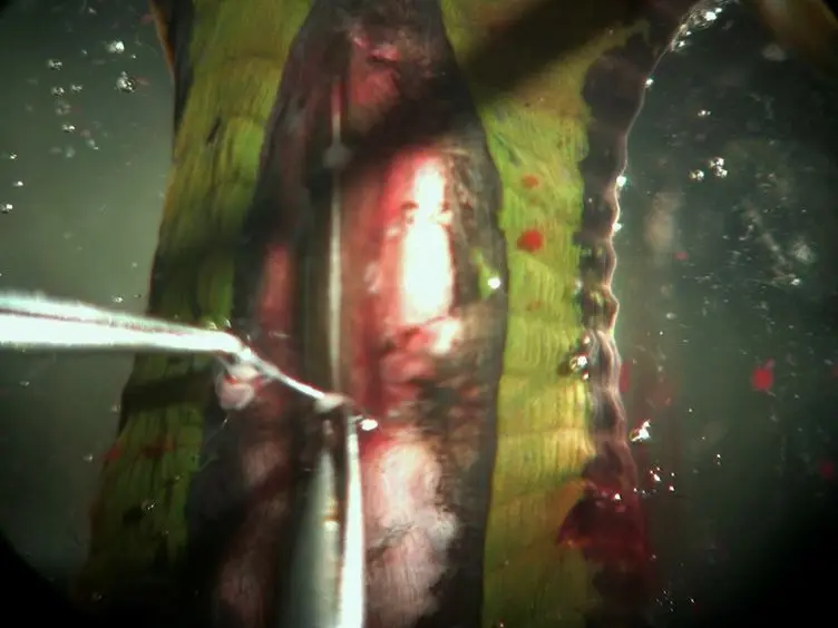 Intracellular Recording, Sensory Field Mapping, and Culturing Identified Neurons in the Leech, <i>Hirudo medicinalis</i>