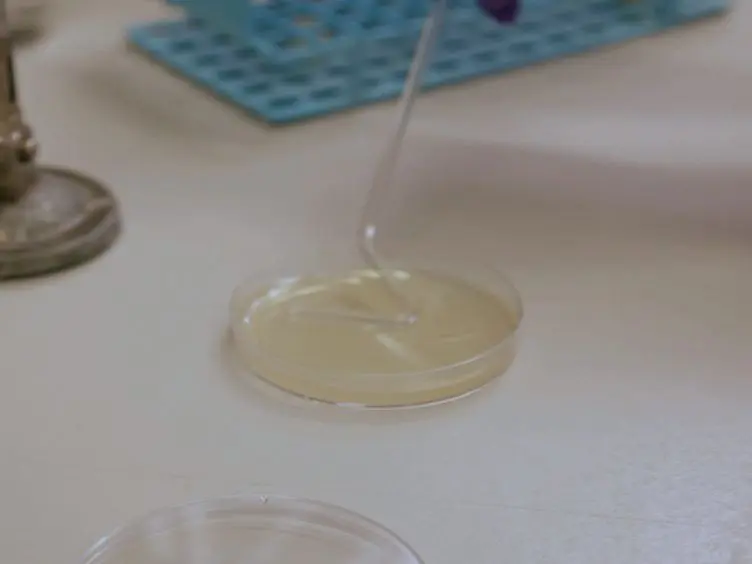 Rapid Protocol for Preparation of Electrocompetent <em>Escherichia coli</em> and <em>Vibrio cholerae</em>