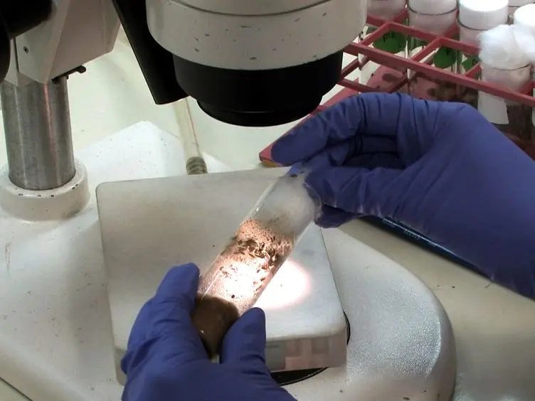 Microinjection Wound Assay and <em>In vivo</em> Localization of Epidermal Wound Response Reporters in <em>Drosophila</em> Embryos.
