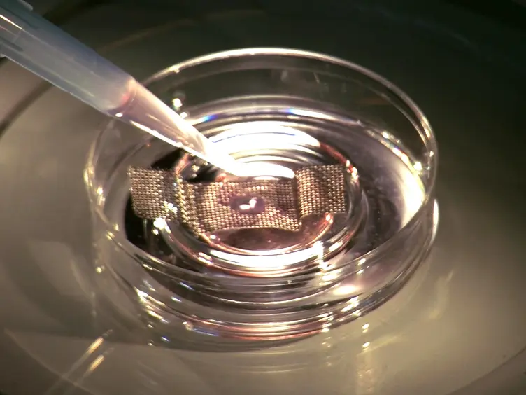 The Slice Culture Method for Following Development of Tooth Germs In Explant Culture