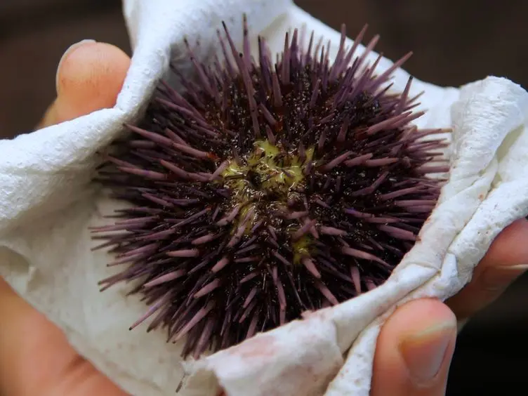 High Throughput Microinjections of Sea Urchin Zygotes