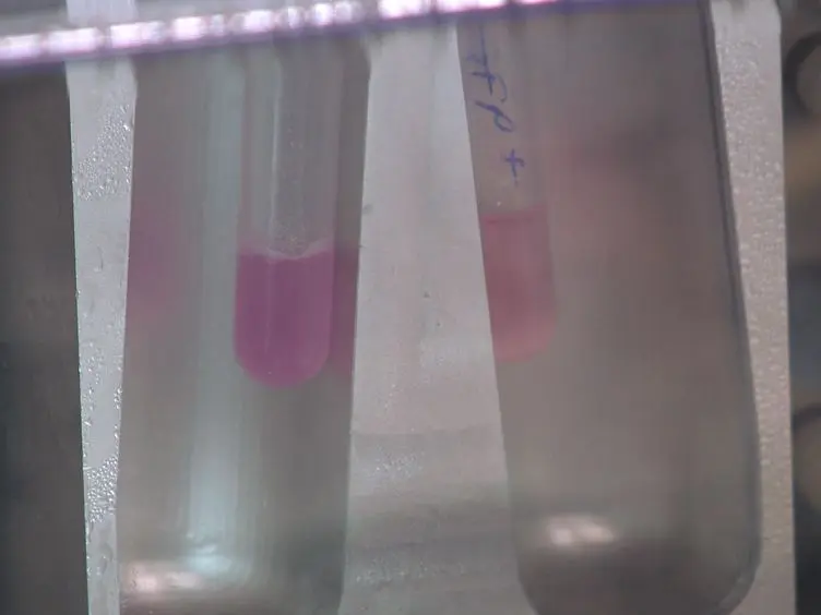 Enrichment and Purging of Human Embryonic Stem Cells by Detection of Cell Surface Antigens Using the Monoclonal Antibodies TG30 and GCTM-2