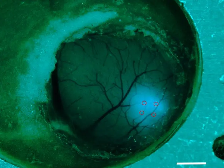 Two-photon Calcium Imaging in Mice Navigating a Virtual Reality Environment
