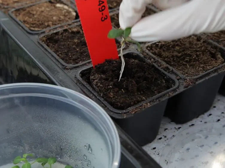 Agroinfiltration and PVX Agroinfection in Potato and <em>Nicotiana benthamiana</em>