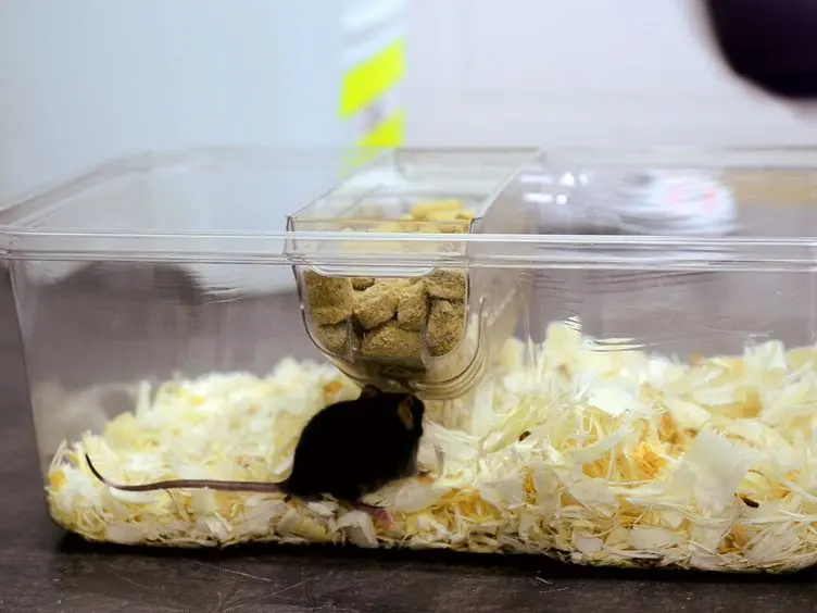 Nest Building as an Indicator of Health and Welfare in Laboratory Mice